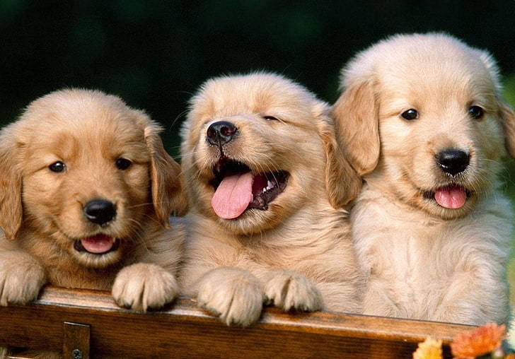 three golden retriever puppies